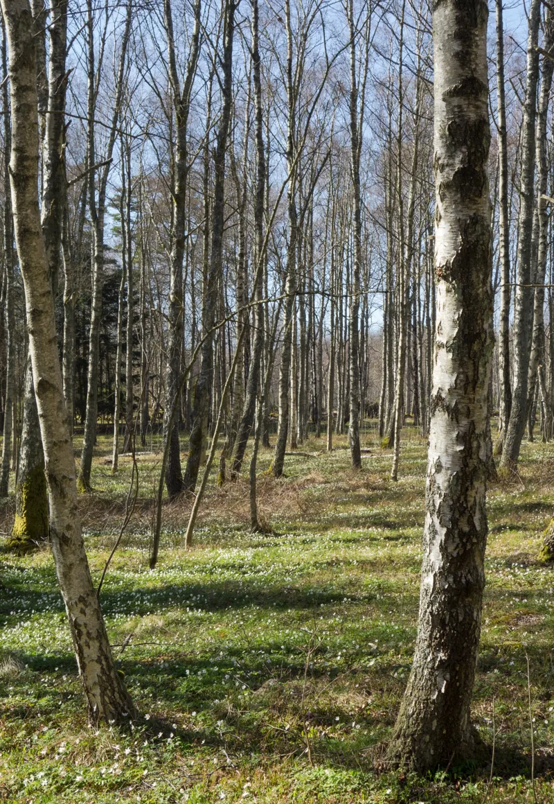 Birch forest Gullmarsskogen 4