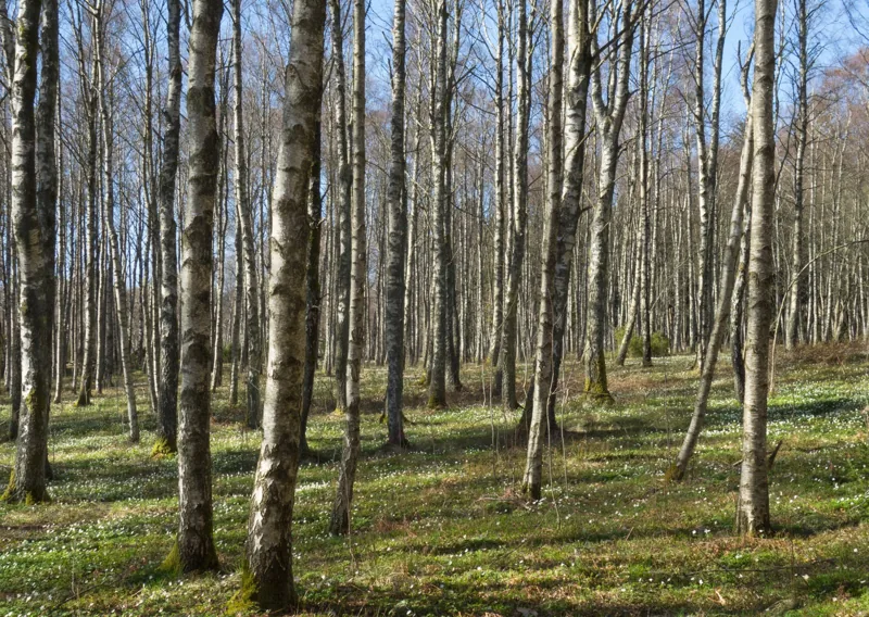 Birch forest Gullmarsskogen 7