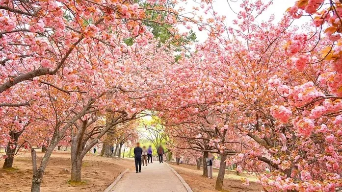경주 불국사 겹벚꽃 터널 / 사진=경주문화관광