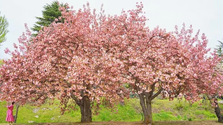 경주 불국사 겹벚꽃 / 사진=경주문화관광