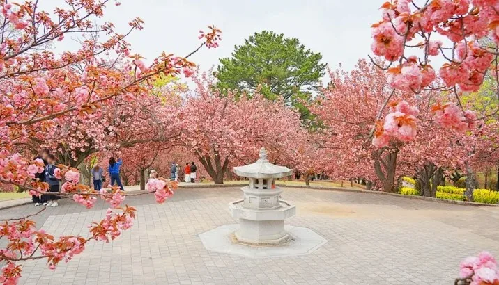 경주 불국사 봄 풍경 / 사진=경주문화관광