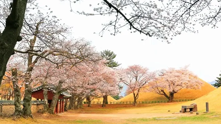 경주 대릉원 벚꽃 / 사진=게티이미지뱅크