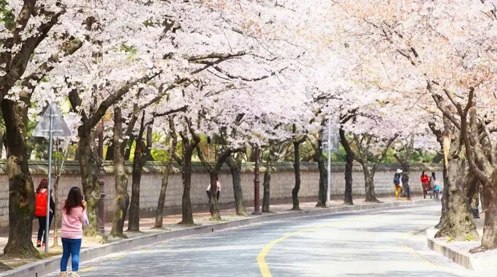 벚꽃 돌담길 / 사진=ⓒ한국관광공사 이범수