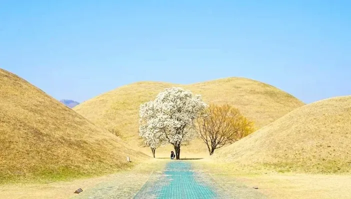 목련 포토존 / 사진=경주 문화관광