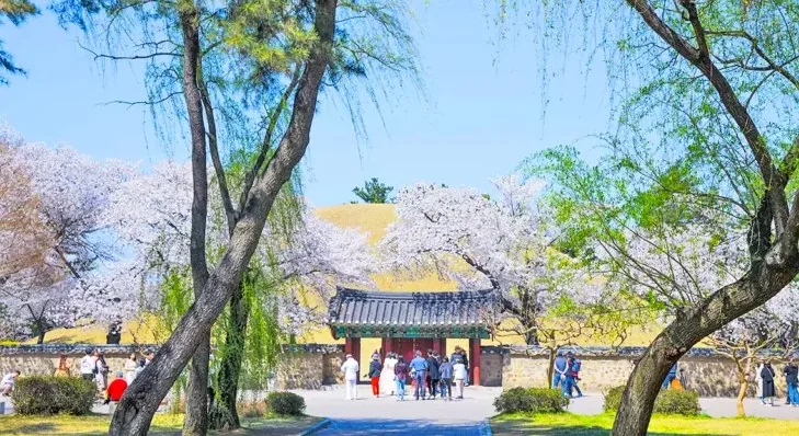 경주 대릉원 봄 풍경 / 사진=ⓒ한국관광공사 라이브스튜디오