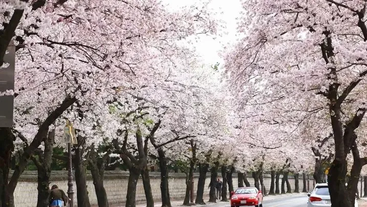 경주 대릉원돌담길 / 사진=한국관광공사 이범수