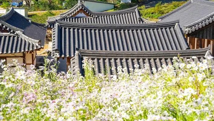 도봉서당 서악서원 구절초 / 사진=경주 공식블로그