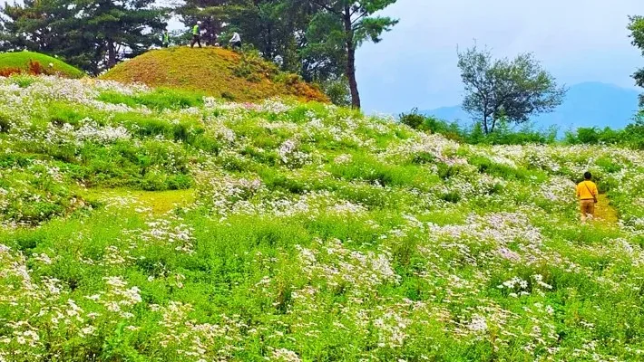 경주 서악서원 구절초 / 사진=경주 공식블로그