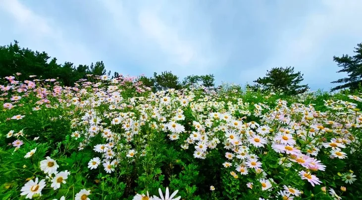 경주 서악서원 구절초 전경 / 사진=경주 공식블로그