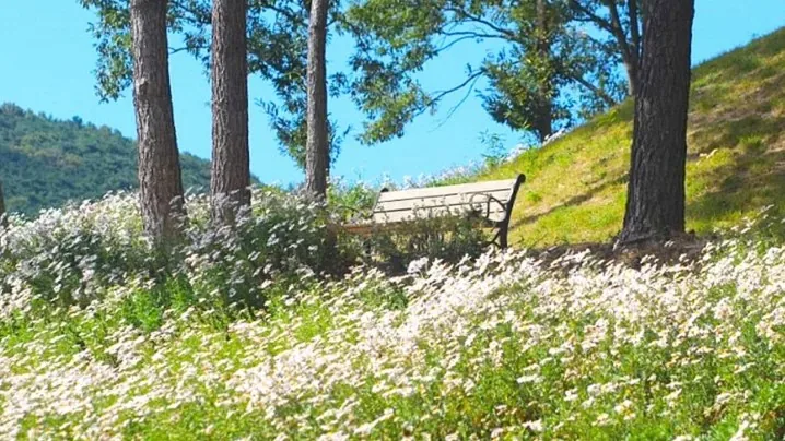서악서원 구절초 / 사진=경주 공식블로그
