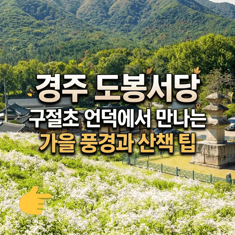 경주 도봉서당 구절초 언덕에서 만나는 가을 풍경과 산책 팁
