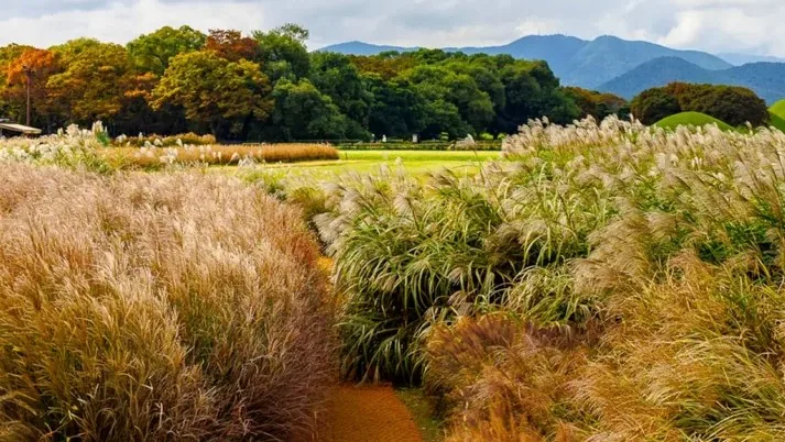 경주 갈대정원 / 사진=경주 공식sns 박정렬