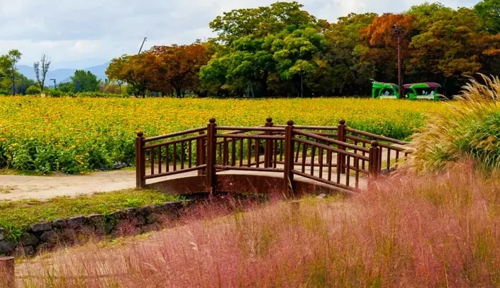 경주 동부사적지대 갈대정원 전경 / 사진=경주 공식sns 박정렬