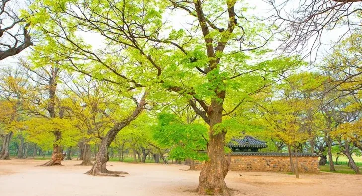 경주 계림 풍경 / 사진=ⓒ한국관광공사 김지호