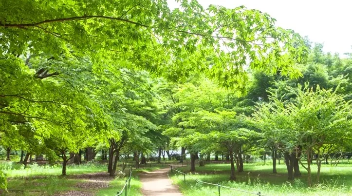 경주 계림숲 / 사진=게티이미지뱅크