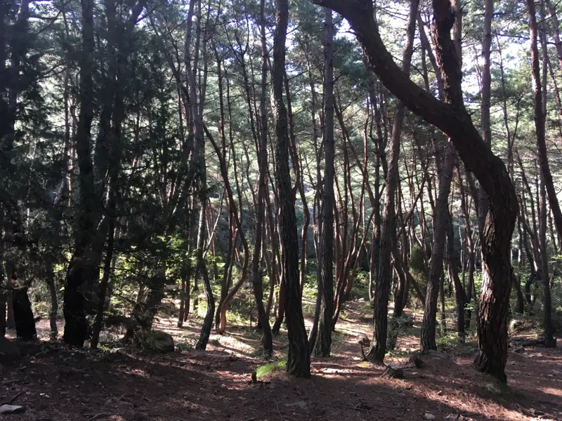 Samneung Pine Forest 2