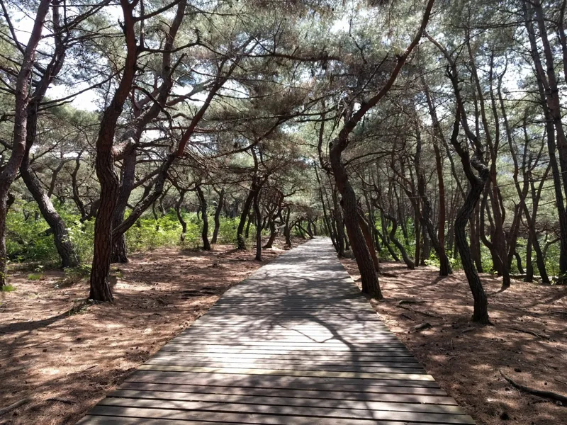 Samneung pine forest