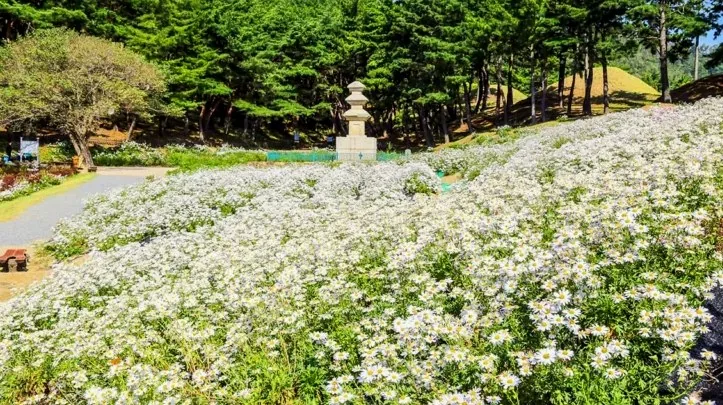 서악동 구절초 단지 / 사진=경주문화관광