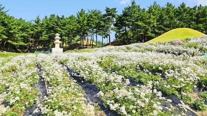 서악동 삼층석탑 구절초 / 사진=경주문화관광