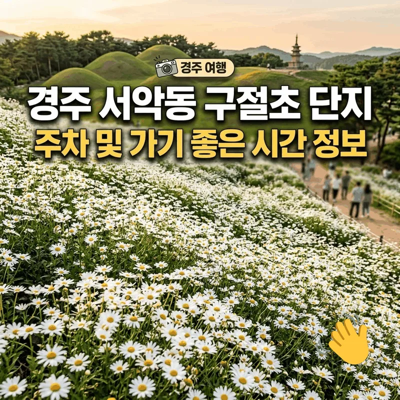 경주 서악동 구절초 단지 주차 및 가기 좋은 시간 정보