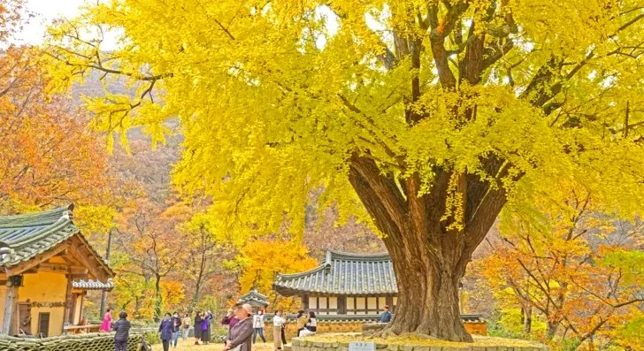 운곡서원 은행나무 / 사진=경주문화관광