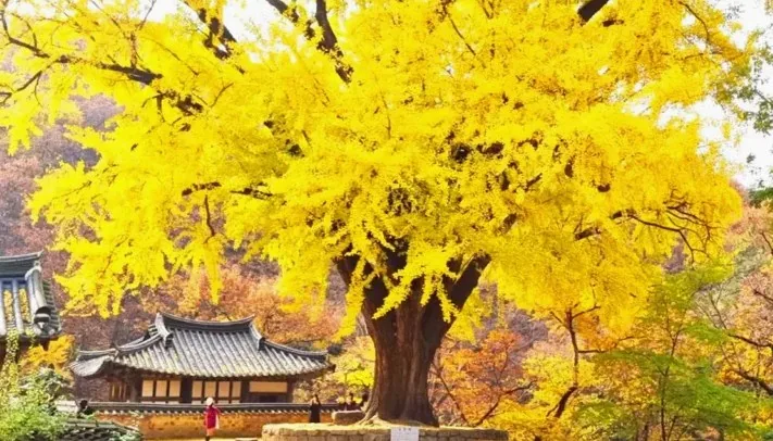은행나무 / 사진=경주시 공식 블로그