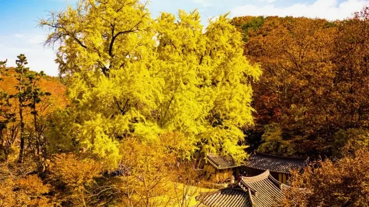 운곡서원 은행나무 / 사진=경주문화관광