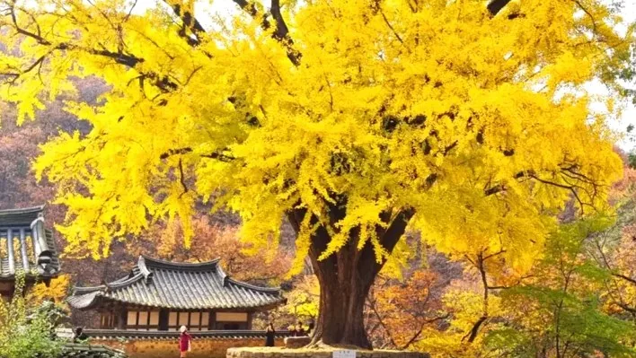 경주 운곡서원 은행나무 / 사진=경주시 공식 블로그