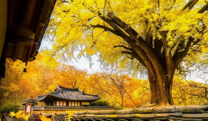 경주 운곡서원 가을 풍경 / 사진=ⓒ한국관광공사 SONI ADITYA PRAKASH