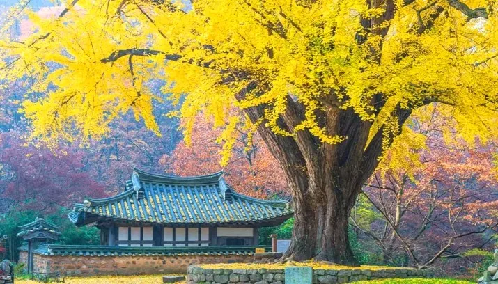 경주 유연정 은행나무 / 사진=게티이미지뱅크