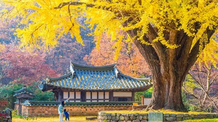 경주 유연정 은행나무 풍경 / 사진=게티이미지뱅크