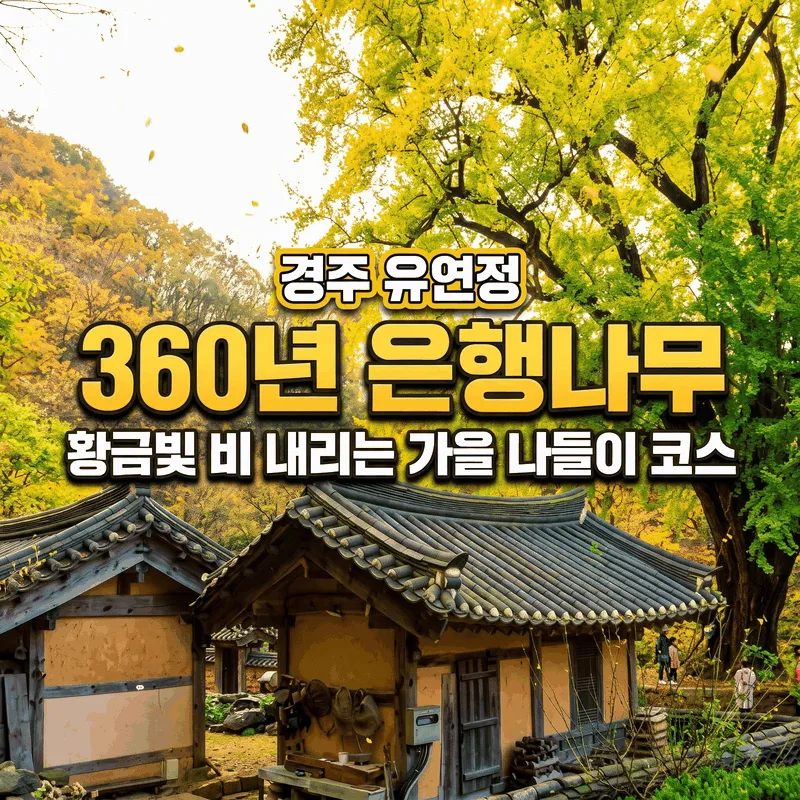 경주 유연정 360년 은행나무 황금빛 비 내리는 가을 나들이 코스