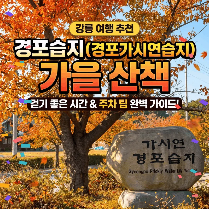 경포습지(경포가시연습지) 가을 산책, 걷기 좋은 시간과 주차 팁 완벽 안내