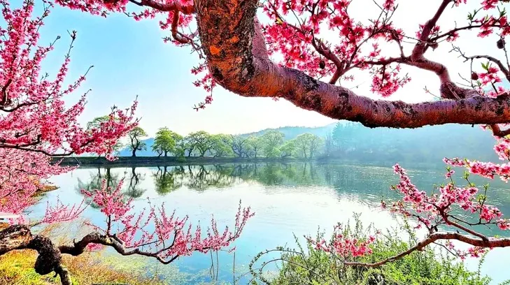 반곡지의 봄 / 사진=ⓒ한국관광공사 박무수