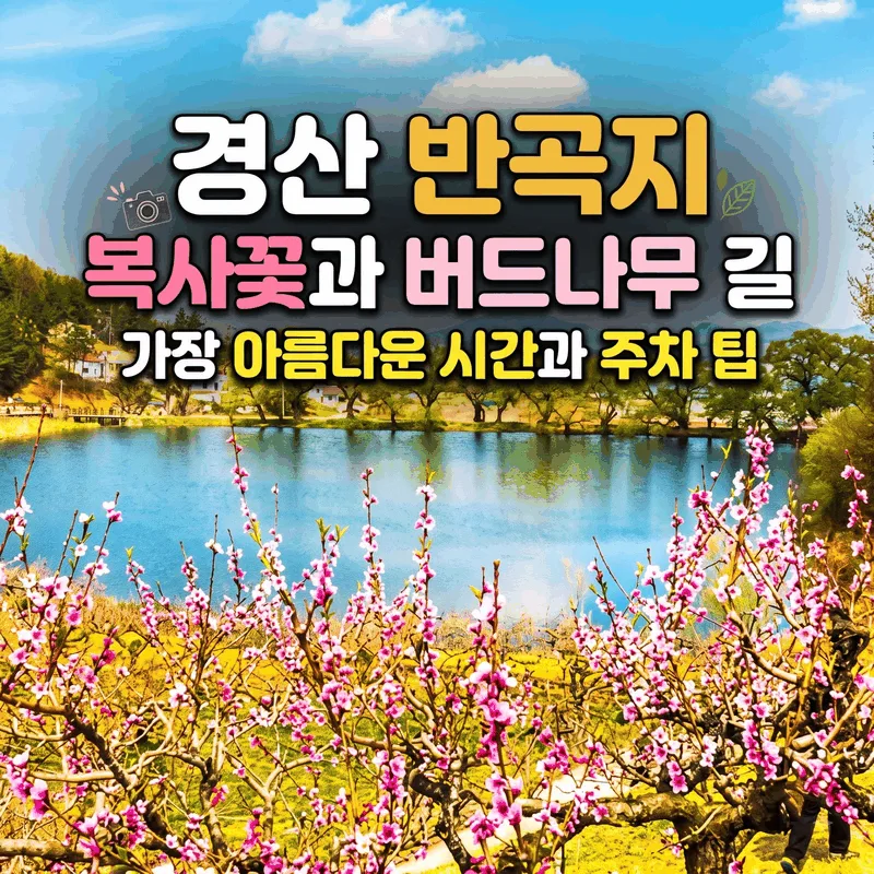 경산 반곡지 복사꽃과 왕버들 길, 가장 예쁜 시간과 주차 팁