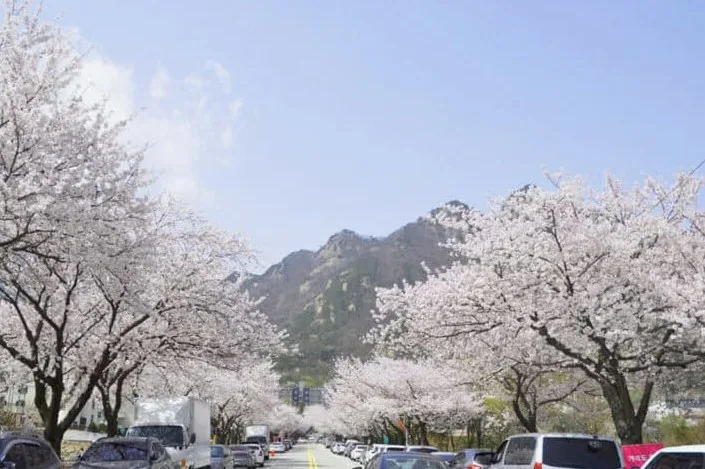 계룡산 벚꽃축제 풍경 / 사진=공주 공식 블로그 김기섭