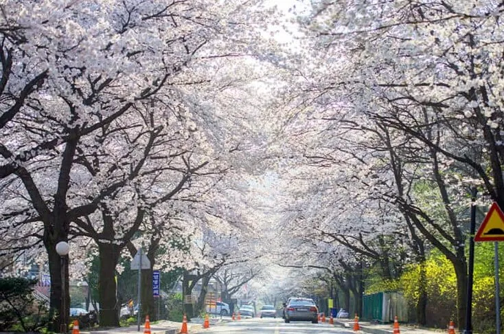 계룡산 벚꽃축제 벚꽃길 / 사진=공주시