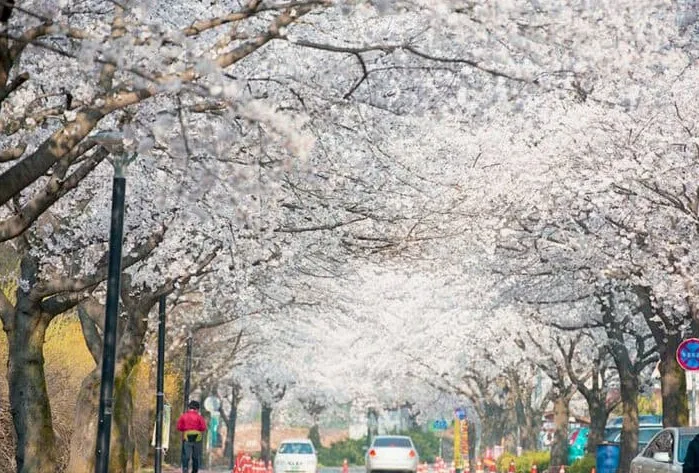 공주 계룡산 벚꽃축제 / 사진=공주시