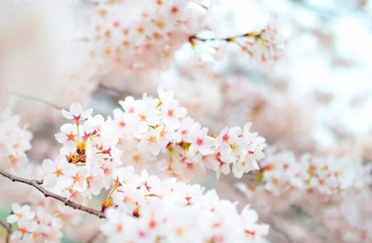 계룡산 벚꽃축제 / 사진=공주시