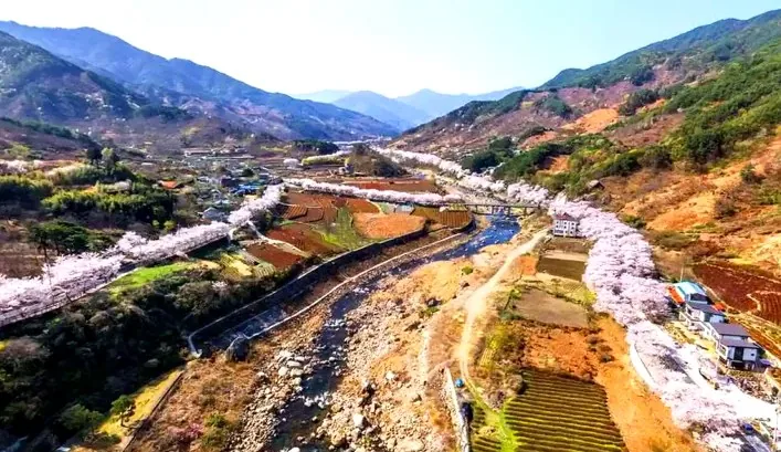 하동 십리벚꽃길 전경 / 사진=하동 문화관광