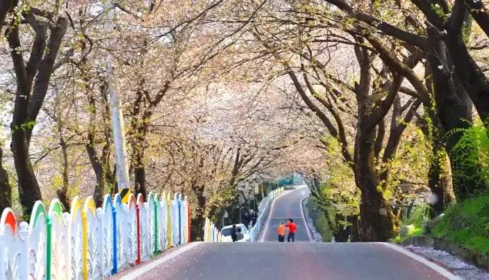 하동 십리벚꽃길 산책 / 사진=한국관광공사 박성근