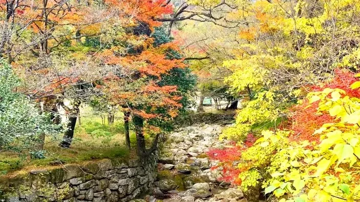 대흥사 단풍 / 사진=해남 공식 블로그 김소희
