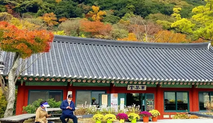 대흥사 단풍 / 사진=해남 공식 블로그 김소희