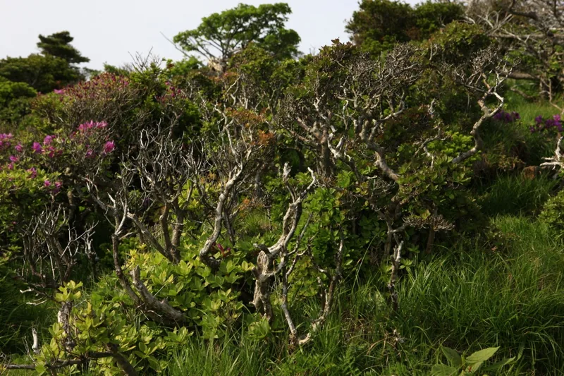 한라산