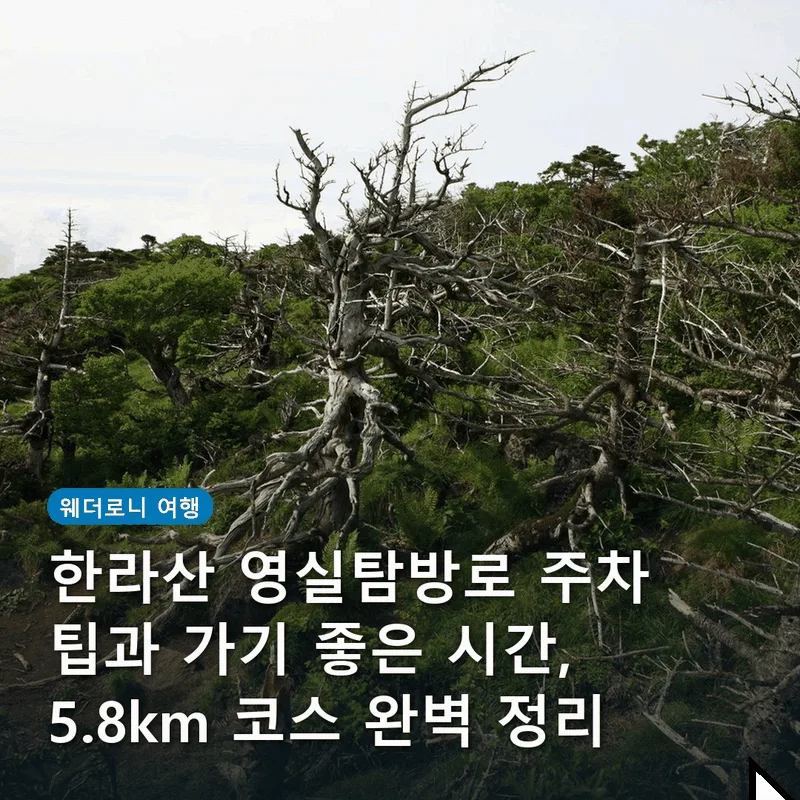 한라산 영실탐방로 주차 팁과 가기 좋은 시간, 5.8km 코스 완벽 정리