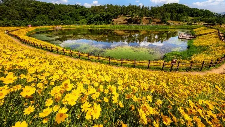 악양생태공원 금계국 / 사진=게티이미지뱅크