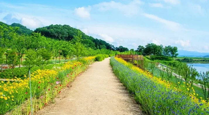 악양생태공원 수레국화 / 사진=게티이미지뱅크