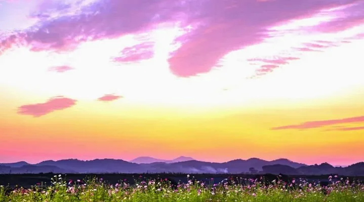 악양생태공원 코스모스 / 사진=게티이미지뱅크