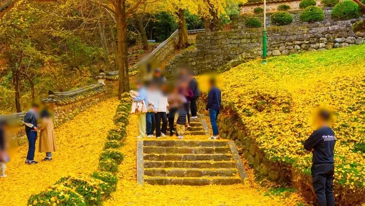 함안향교 은행나무 / 사진=함안 공식블로그 서지현