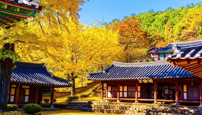 함안향교 은행나무 / 사진=함안 공식블로그 전수현